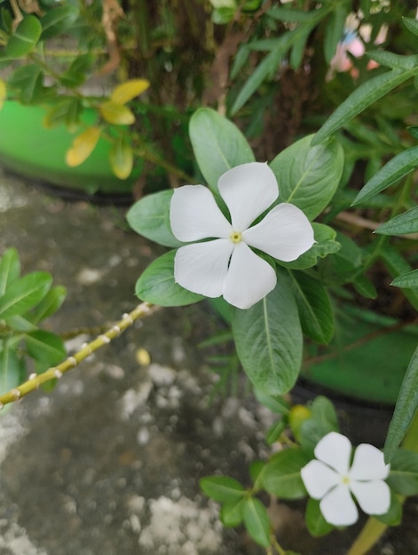 Weiße Blume im grünen Topf