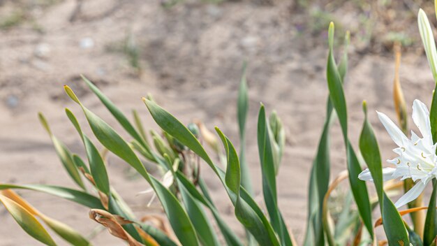 Weiße Blume im Sand am Strand