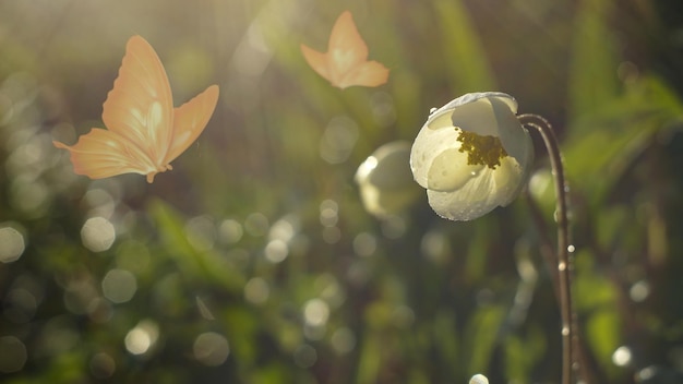 weiße Blume im Sonnenstrahl am Abend