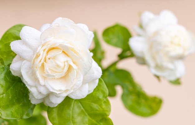 Weiße Blume, Jasmin (Jasminum sambac L.)