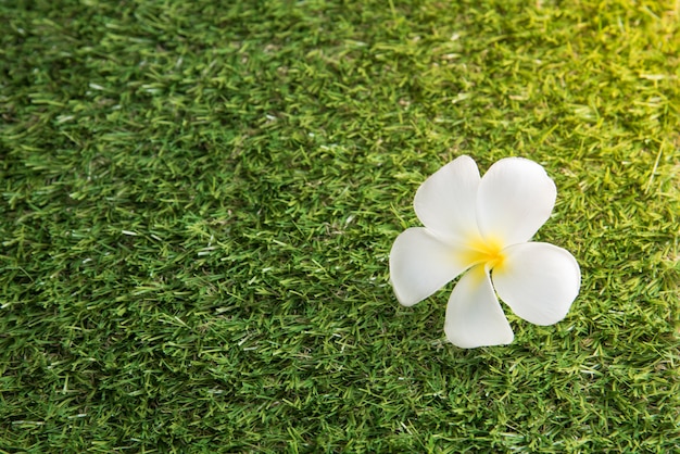 Weiße Blume Leelawadee auf der Rasenfläche