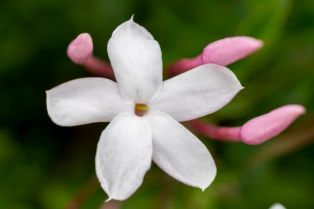 weiße Blume mit natürlichem grünem Hintergrund