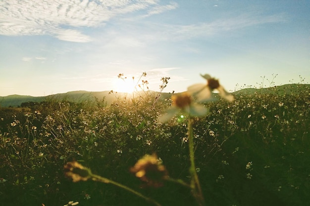 Weiße Blume mit weichem Licht vor Sonnenuntergang