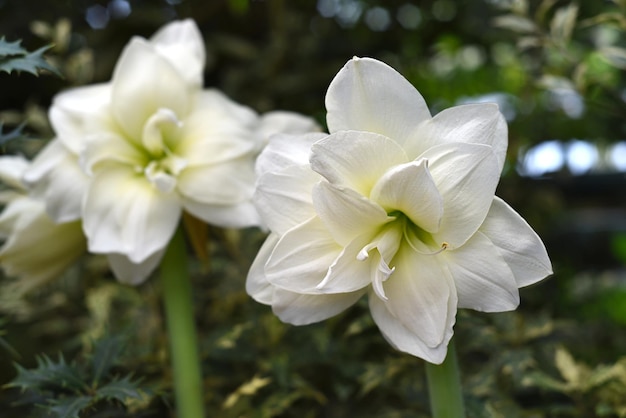 Weiße Blume von Hippeastrum Amaryllis im Freien