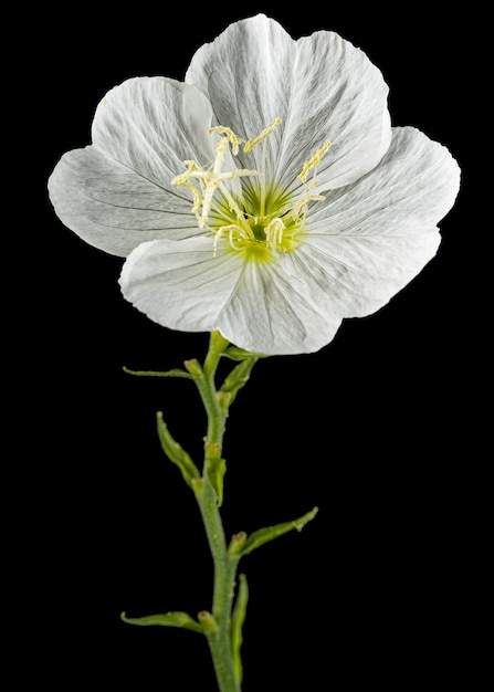 Weiße Blume von Oenothera isoliert auf schwarzem Hintergrund