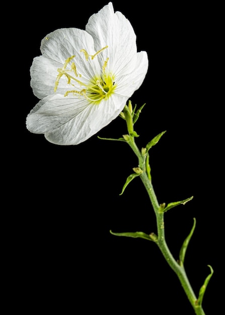 Weiße Blume von Oenothera isoliert auf schwarzem Hintergrund