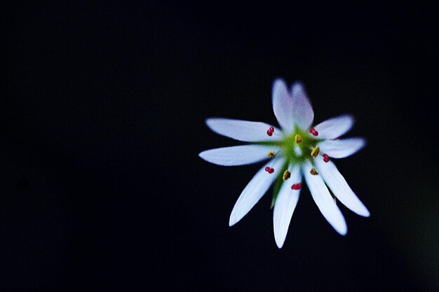 Weiße Blume vor schwarzem Hintergrund