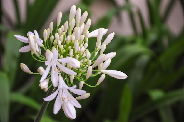 Weiße Blumen Agapanthus mit verschwommenem Hintergrund in einem Hausgarten