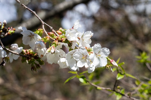 weiße Blumen an einem Baum im Garten