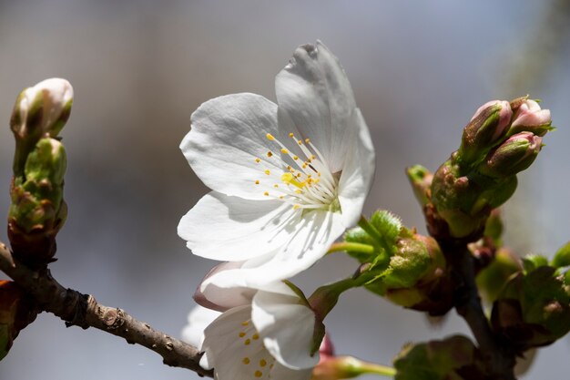 weiße Blumen an einem Baum im Garten