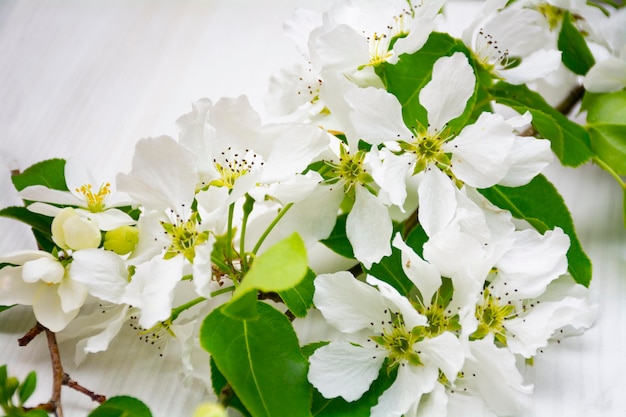 weiße blumen apfelblüte blumen am baum