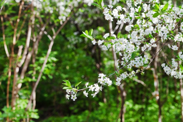 Weiße Blumen auf Baumbrunch im Frühjahr