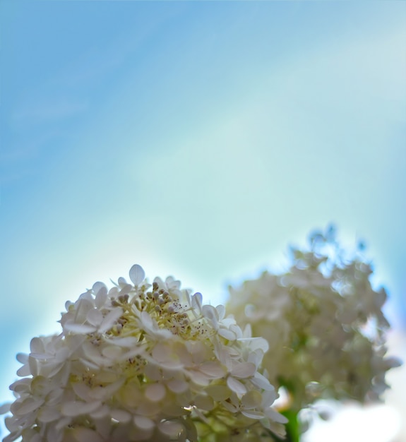 Weiße Blumen auf blauem Himmelshintergrund Textfreiraum