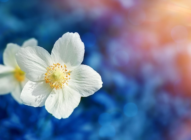 Weiße Blumen auf blauem Hintergrund Kopieren Sie Platz selektiven Fokus