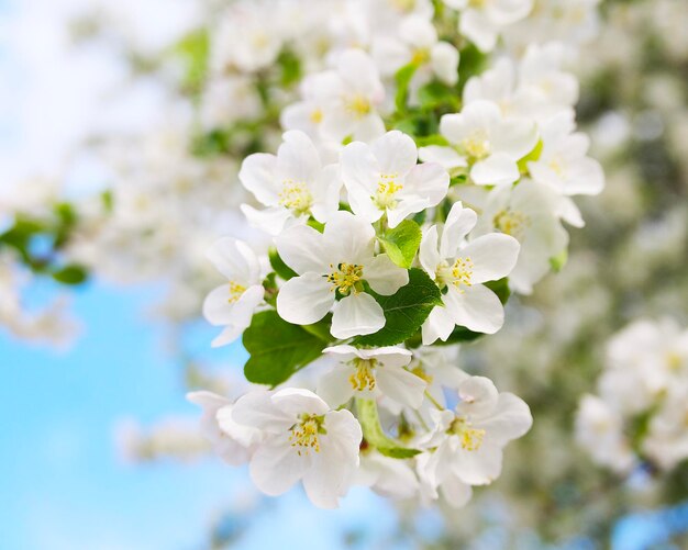 weiße Blumen auf einem Ast gegen den blauen Himmel