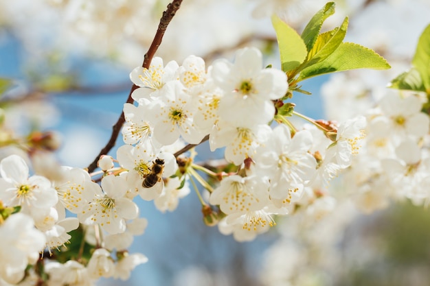 Weiße Blumen auf einem Ast