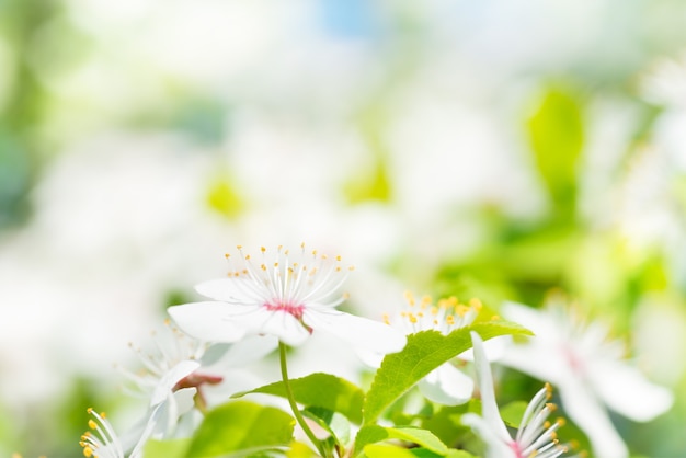 Weiße Blumen auf einem blühenden Kirschbaum mit weichem Hintergrund aus grünen Frühlingsblättern. Makroaufnahme