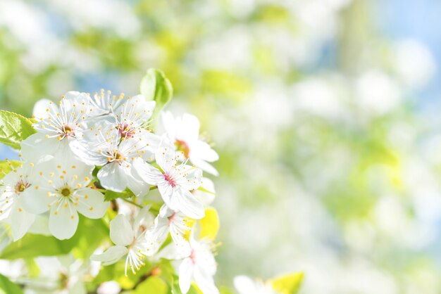 Weiße Blumen auf einem blühenden Kirschbaum mit weichem Hintergrund aus grünen Frühlingsblättern und blauem Himmel