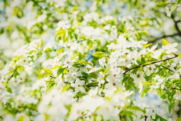 Weiße Blumen auf einem blühenden Kirschbaum