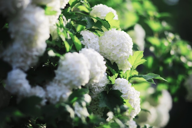 Weiße Blumen auf einem grünen Busch Die weiße Rose blüht Frühlingskirschapfelblüte