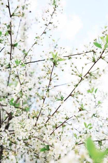 Weiße Blumen auf einem grünen Busch Die weiße Rose blüht Frühlingskirschapfelblüte