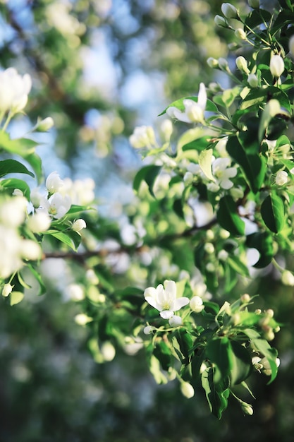 Weiße Blumen auf einem grünen Busch Die weiße Rose blüht Frühlingskirschapfelblüte