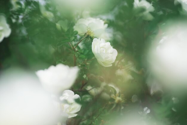 Weiße Blumen auf einem grünen Busch Die weiße Rose blüht Frühlingskirschapfelblüte