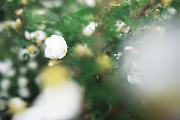 Weiße Blumen auf einem grünen Busch Die weiße Rose blüht Frühlingskirschapfelblüte
