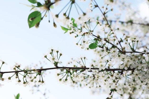 Weiße Blumen auf einem grünen Busch Die weiße Rose blüht Frühlingskirschapfelblüte