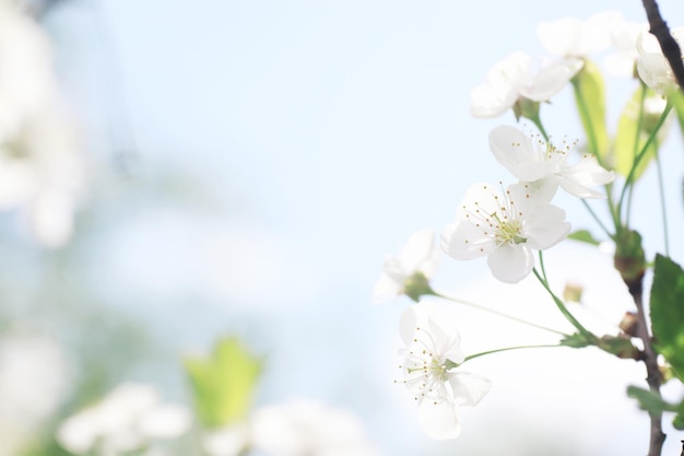 Weiße Blumen auf einem grünen Busch Die weiße Rose blüht Frühlingskirschapfelblüte