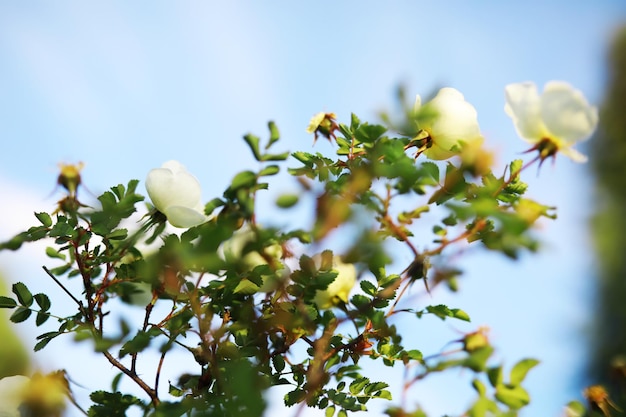 Weiße Blumen auf einem grünen Busch Kirschapfelblüte im Frühling Die weiße Rose blüht