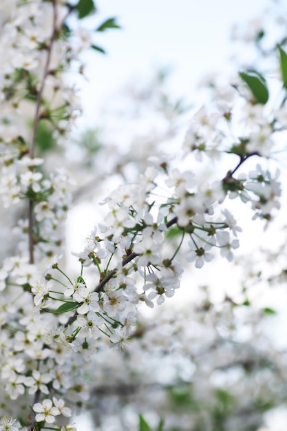 Weiße blumen auf einem grünen busch kirschapfelblüte im frühling die weiße rose blüht