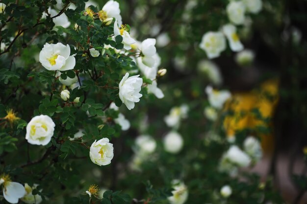 Weiße Blumen auf einem grünen Busch Kirschapfelblüte im Frühling Die weiße Rose blüht