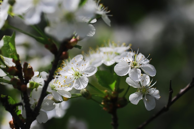 Weiße Blumen auf einem grünen Busch Kirschapfelblüte im Frühling Die weiße Rose blüht