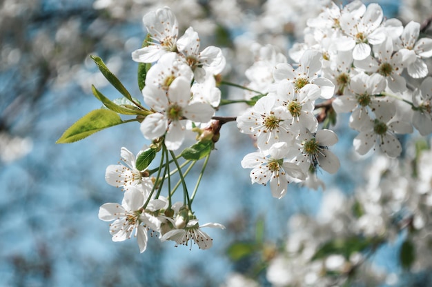 Weiße Blumen auf einem Zweig des Baums Makrofoto des Frühlings