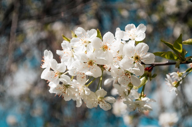 Weiße Blumen auf einem Zweig des Baums Makrofoto des Frühlings