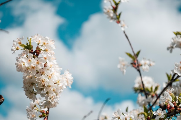 Weiße Blumen auf einem Zweig des Baums Makrofoto des Frühlings