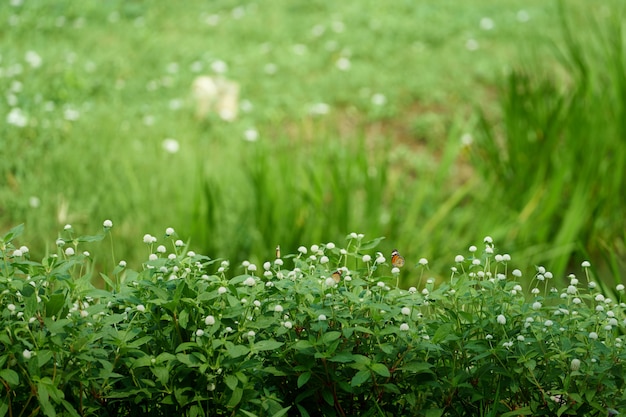 Weiße Blumen auf grünem Busch mit Schmetterling auf Gartenhintergrund