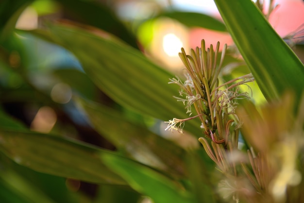 weiße Blumen auf grünem Naturhintergrund