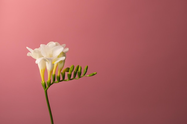 weiße Blumen auf rosa Hintergrund