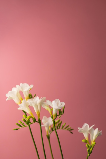 weiße Blumen auf rosa Hintergrund