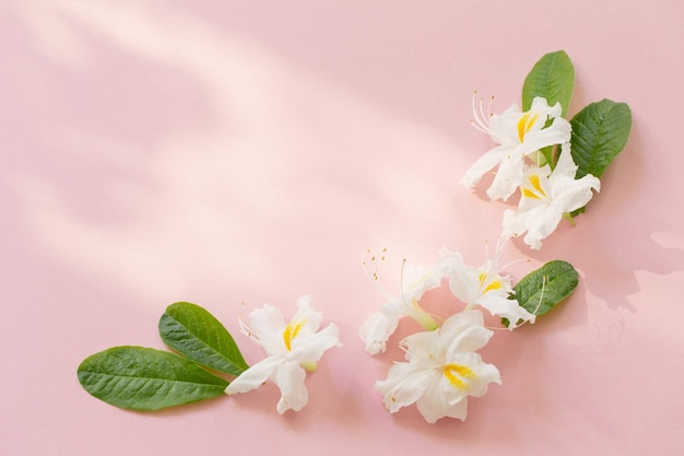 Weiße Blumen auf rosa Papierhintergrund