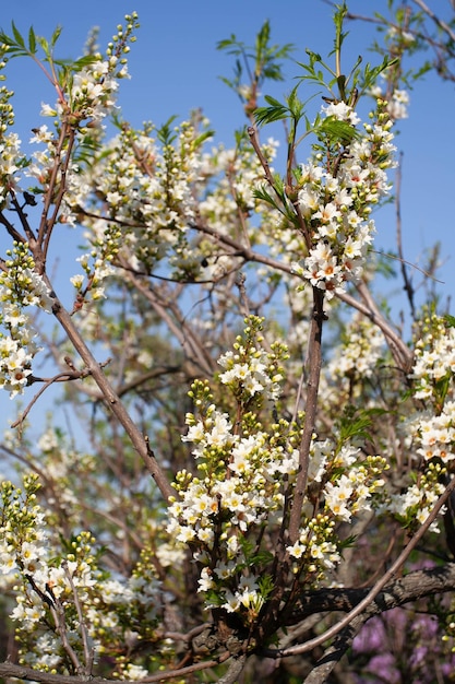 Weiße Blumen blühen im Frühling auf einem Hintergrund des Himmels