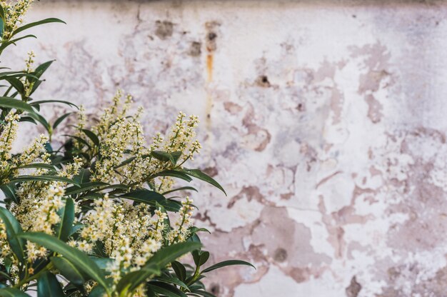 Weiße Blumen Bush in der alten Wand