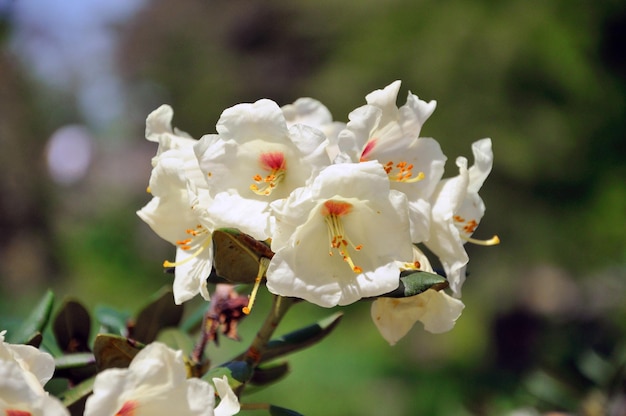 Weiße Blumen Datura in Nahaufnahme im Palmengarten Frankfurt am Main Hessen Deutschland