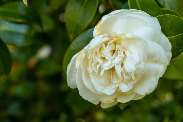 Weiße Blumen der japanischen Kamelie im Naturpark von Iturraran-Baskenland