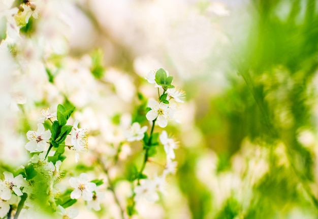Weiße Blumen der Kirschbaumblüte im Frühjahr als Naturhintergrund