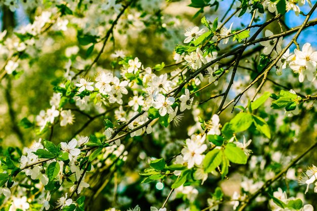 Weiße Blumen der Kirschbaumblüte im Frühjahr als Naturhintergrund