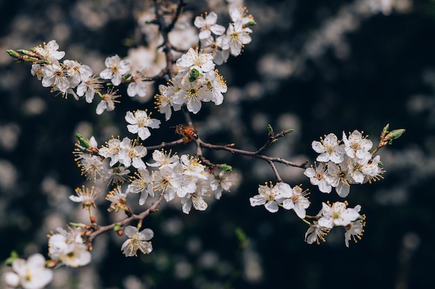 Weiße Blumen der Kirschblüten mit Biene an einem Frühlingstag, Nahaufnahme