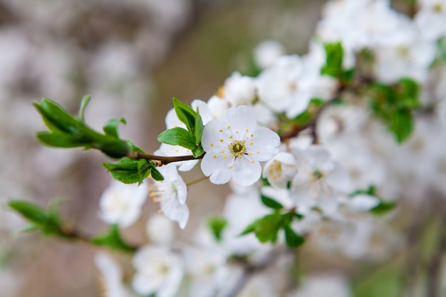 Weiße Blumen der Kirsche in einem Sonnenlicht im Frühjahr